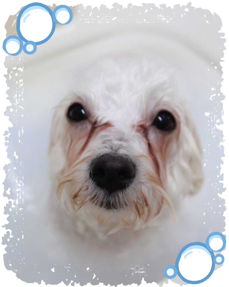 モイストバスにうっとりするほたてくん