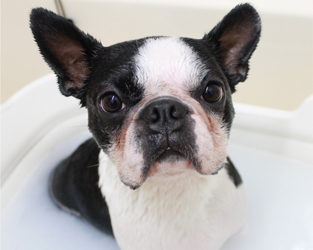 モイストバスにうっとりする犬の写真