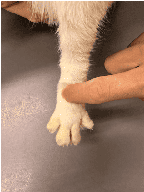 「肝」を整えてのびやかに過ごす東洋医学的ケア―