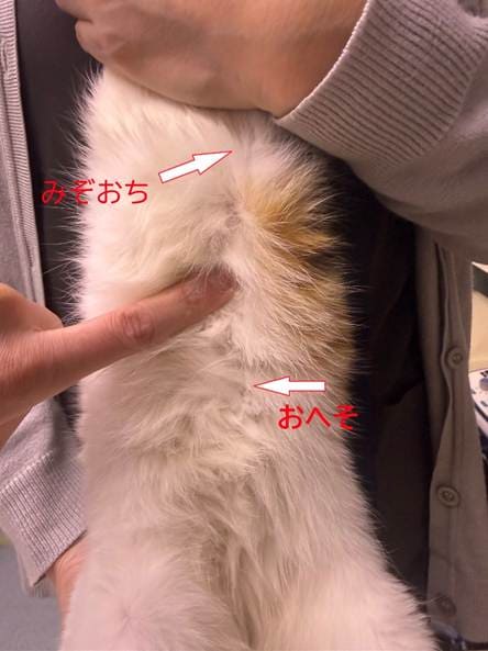 犬の中脘(ちゅうかん)の位置を解説、みぞおちとおへその間にあるツボを指で示す施術イメージ、胃腸の調子を整え消化不良や食欲不振の改善が期待されるツボ