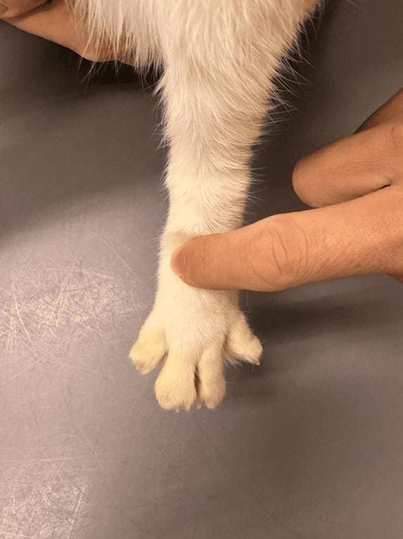 犬の太衝(たいしょう)の位置を解説、前足の指の間にあるツボを指で示す施術イメージ、ストレス緩和や自律神経を整える効果が期待されるツボ