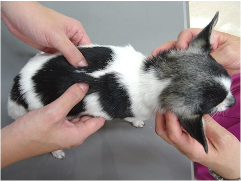 生命力を養う東洋医学的ケア