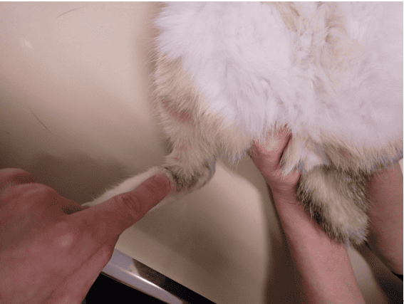 肝をいたわる東洋医学的ケア