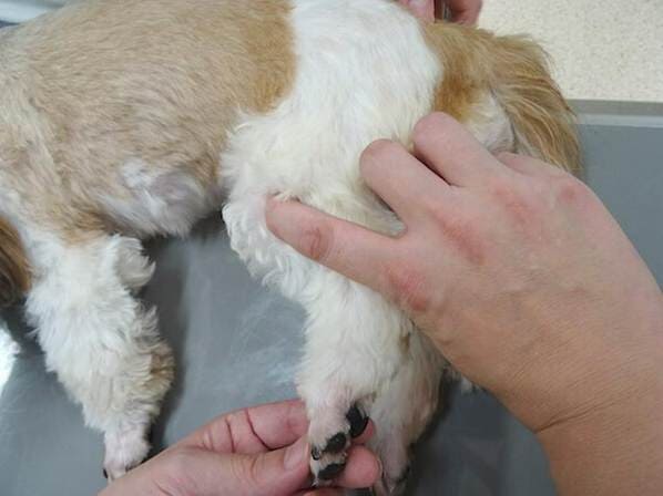 犬の足三里（あしさんり）の位置をわかりやすく解説、後ろ足の膝下にあるツボを指で示す施術イメージ、免疫力向上や胃腸ケアに役立つ重要なツボ
