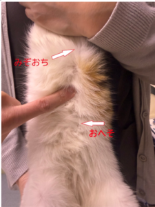 犬猫の5月の養生― 湿気の季節に備え、「脾」を守って巡りを整える東洋医学的ケア ―