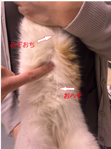 犬猫の5月の養生― 湿気の季節に備え、「脾」を守って巡りを整える東洋医学的ケア ―