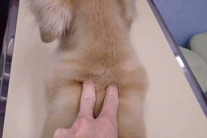犬猫の9月の養生― 夏の疲れを整え、秋の乾燥から「肺」を守る東洋医学的ケア ―